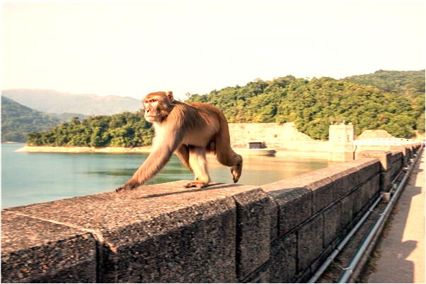 夢到樹上結青椒是好事還是壞事_周公解夢官網