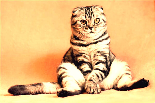 夢見別人頭上有頭屑怎么說_周公解夢官網