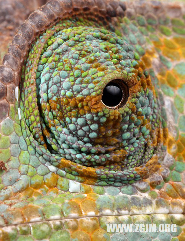 夢見孕婦羊_周公解夢夢到孕婦羊是什麼意思_做夢夢見孕婦羊好不好_周公解夢官網