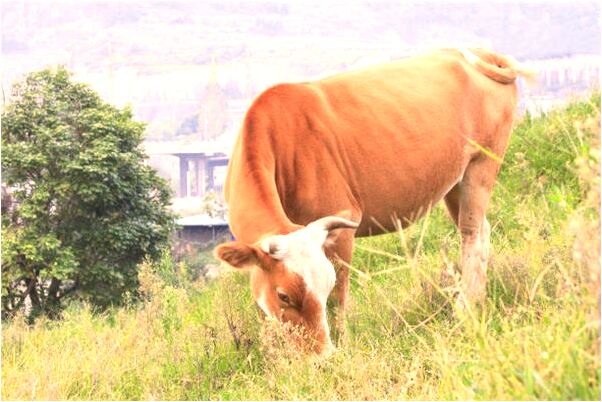 夢到見朋友險橋落水的預兆_周公解夢官網