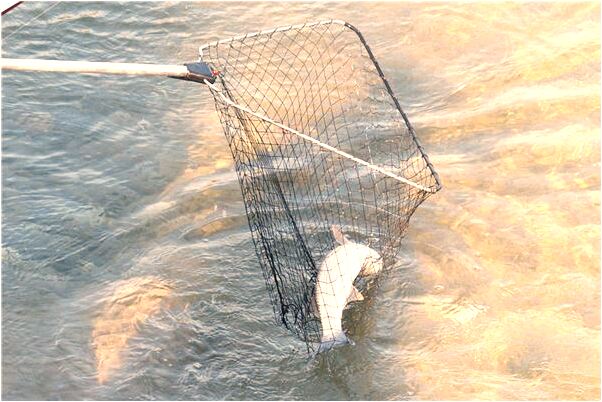 夢到了去女方家裡提親是什麼徵兆_周公解夢官網