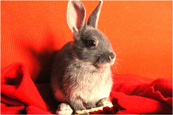 夢到了烏龜變成了野豬是啥預兆_周公解夢官網