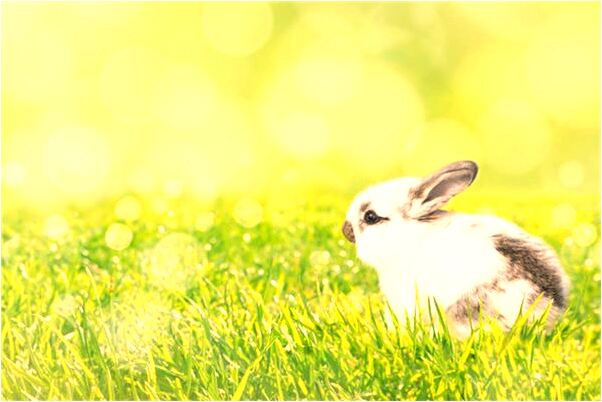 夢到猩猩咬狗怎么回事_周公解夢官網