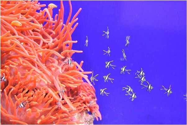 夢到鑽森林是什麼預兆_周公解夢官網