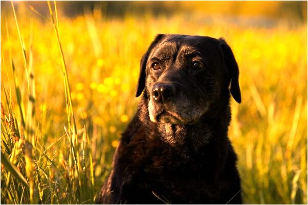 夢到了自己買金器是什麼兆頭_周公解夢官網