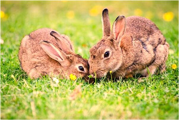 夢見增加新人是什麼啟示_周公解夢官網