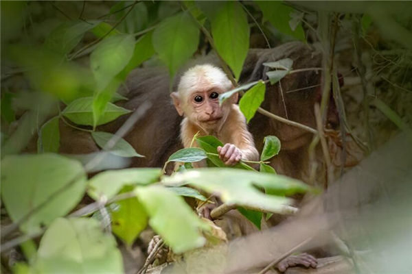 屬猴男人的愛情追求_十二生肖