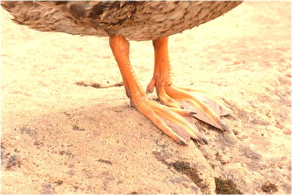 夢到抓住雙手是怎么回事_周公解夢官網