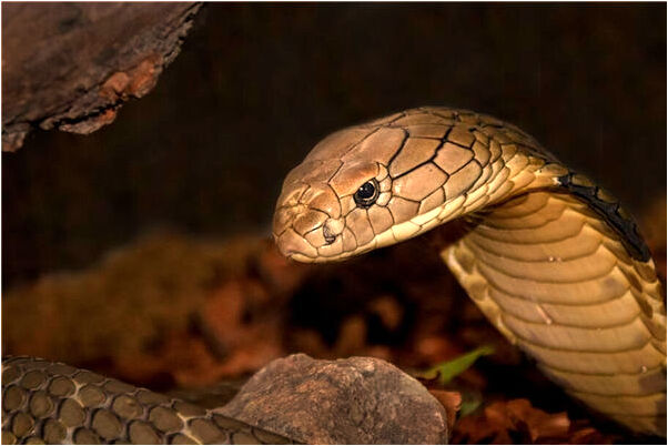 夢見狗叫著朝自己走來的預兆_周公解夢官網