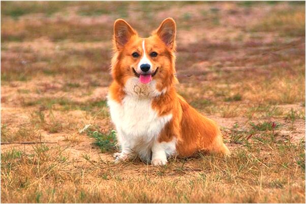 夢見沒見和爸爸做愛是啥預兆_周公解夢官網