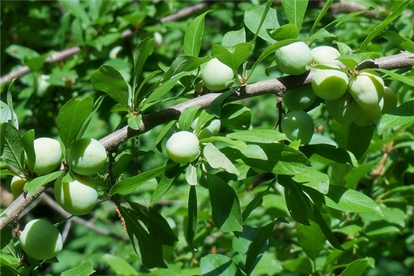 夢見青色梅子是什麼預兆_周公解夢