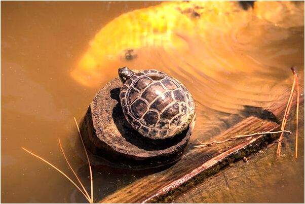 夢到小男孩自殘代表著什麼？_周公解夢官網