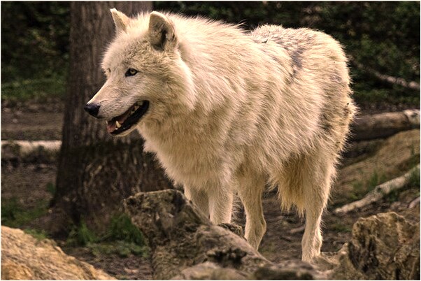 夢見親人給我送菜有什麼意義嗎_周公解夢官網