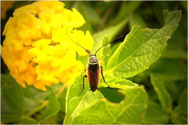 夢到頭短了是好事還是壞事_周公解夢官網