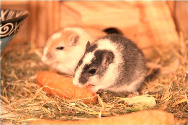 夢到了自己有了新爸爸好不好_周公解夢官網