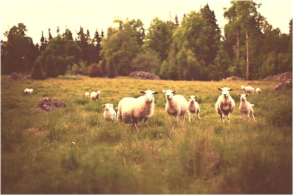 夢見產檢回家有三隻狗是什麼預兆_周公解夢官網