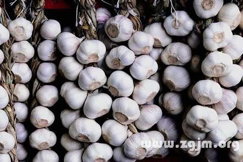 The dream of garlic ground
