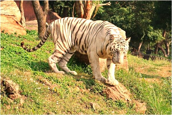 夢見兩隻蜜蜂是好是壞_周公解夢官網