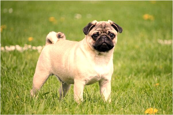 夢見大片的水有什麼說法_周公解夢官網