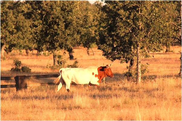 夢見老公牙掉了有什麼意思嗎_周公解夢官網