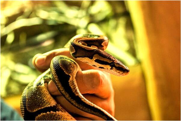 夢到了斷了的陰莖變成蠶娥有什麼寓意嗎？_周公解夢官網