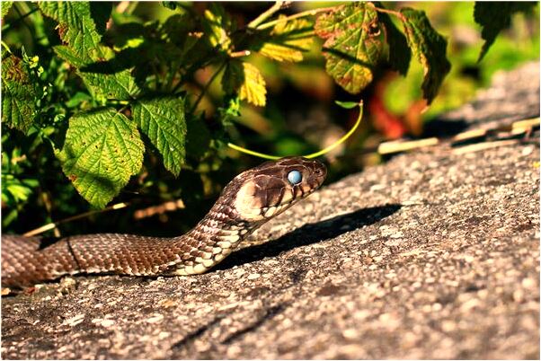 夢見盆中青蛙預示什麼_周公解夢官網