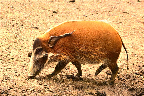 夢見蛇鑽陰道沒拽出來有什麼含義_周公解夢官網