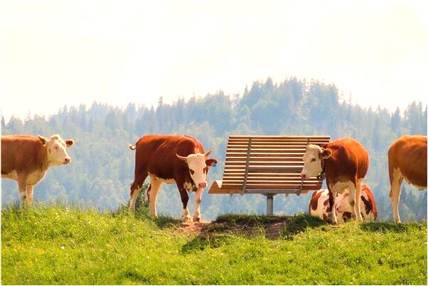 夢到了溺死的熊的預兆_周公解夢官網