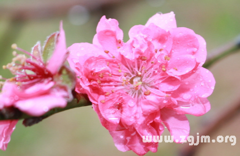 夢境小測試看你的桃花運_周公解夢