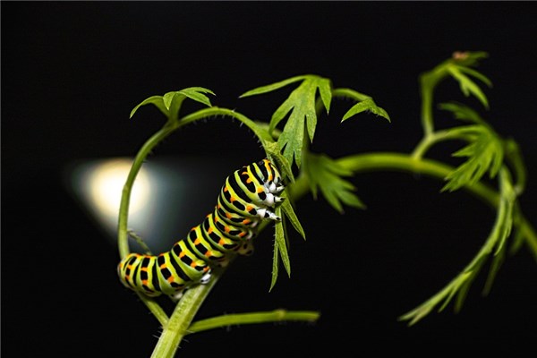 夢到蟲子咬了預示什麼_周公解夢