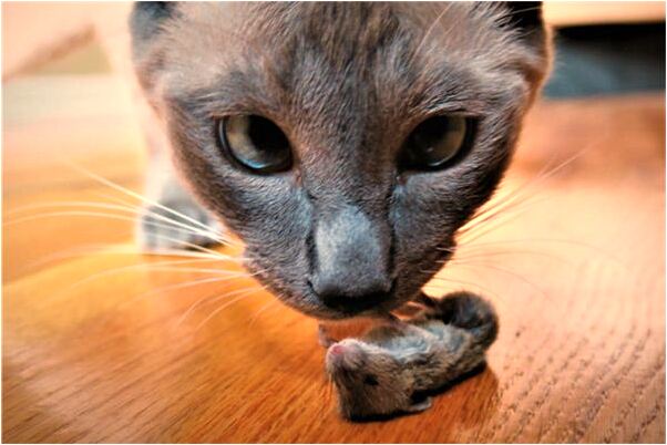 夢到朋友差點被吸血鬼吃了有什麼預示嗎_周公解夢官網