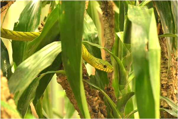 夢到了門垛歪預示著什麼_周公解夢官網