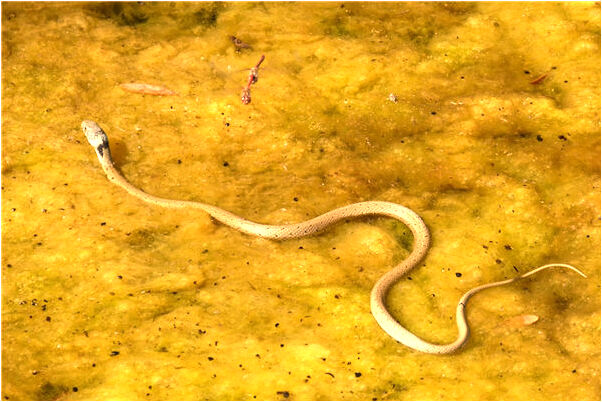 夢見殺殭屍怎么樣_周公解夢官網