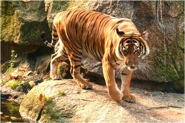 夢到右腳中指肚沒了有什麼寓意嗎_周公解夢官網