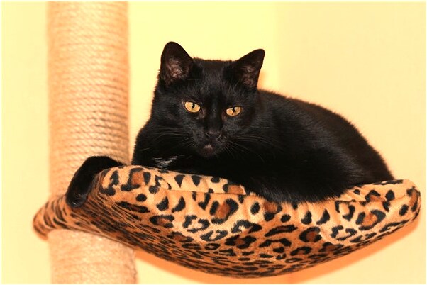 夢到了背包衣服即將旅遊是什麼意思？_周公解夢官網