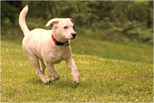 夢到分隔老虎有什麼預示嗎_周公解夢官網