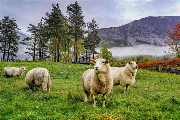 羊屬相的人性格特徵_十二生肖