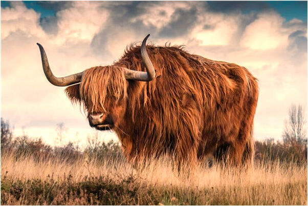 夢到了死人的白骨纏身代表著什麼？_周公解夢官網