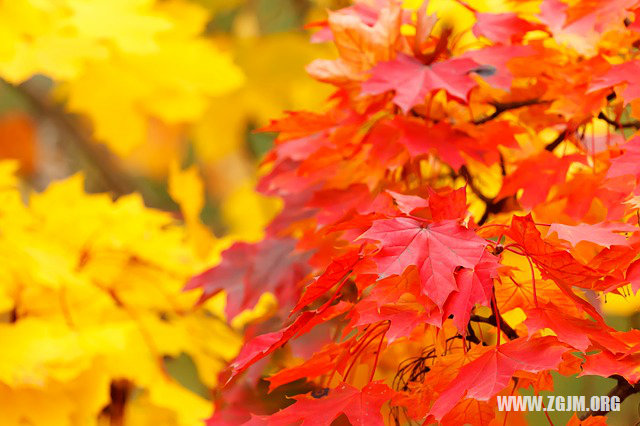 夢見女人自己解大便_周公解夢夢到女人自己解大便是什麼意思_做夢夢見女人自己解大便好不好_周公解夢官網