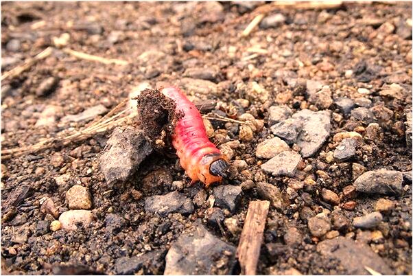 夢到了看色情網站怎么樣_周公解夢官網