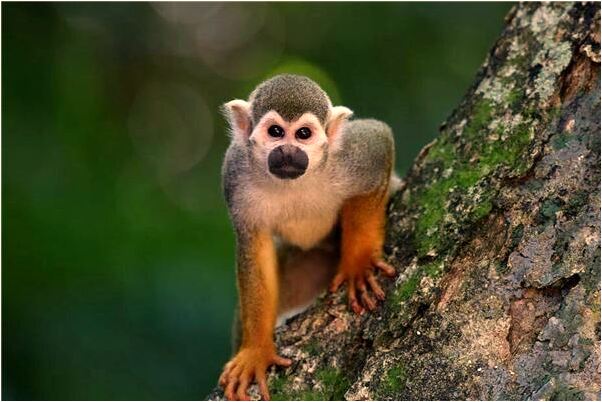 夢到母親不好是啥預兆_周公解夢官網