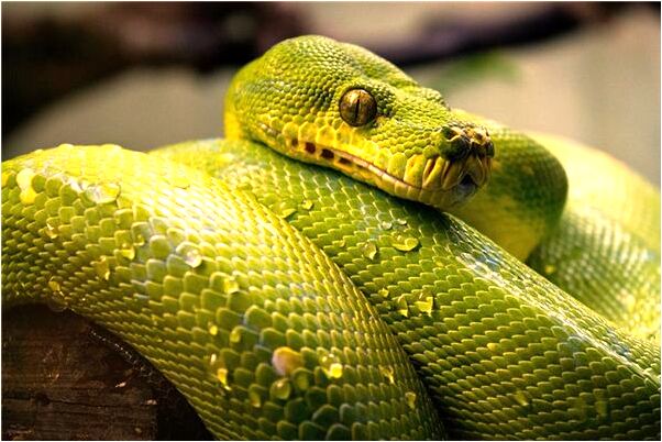 夢到了水果樹是什麼預兆_周公解夢官網