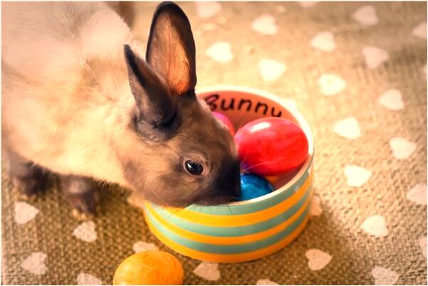 夢到了買了個房子有什麼寓意嗎_周公解夢官網