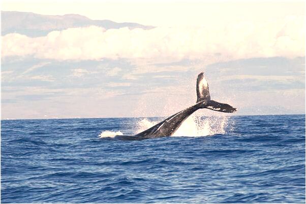 夢見小老鼠爬臉上過什麼寓意_周公解夢官網
