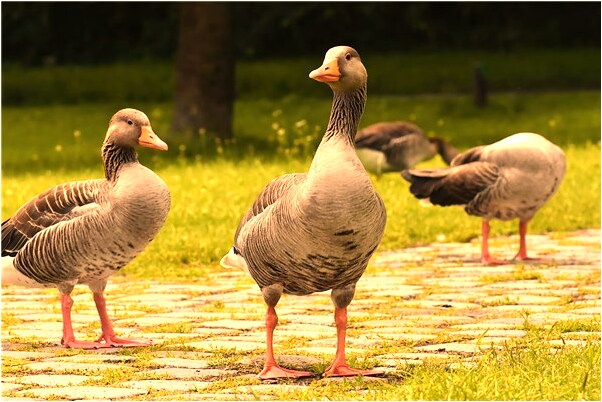 夢到了把鞋刷乾淨又被蹭黑是什麼兆頭_周公解夢官網