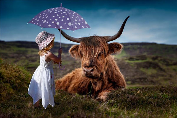 生肖牛的年份性格_十二生肖