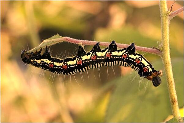 夢到被人借錢是什麼意思_周公解夢官網