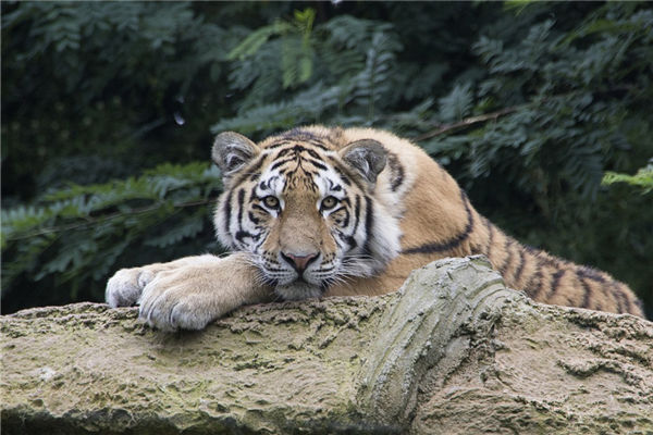 1962年是屬什麼屬相_十二生肖