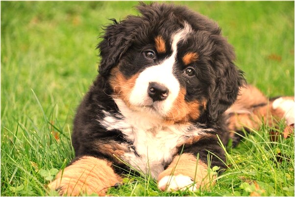 夢見地上流淌了很多油是凶兆還是吉兆_周公解夢官網