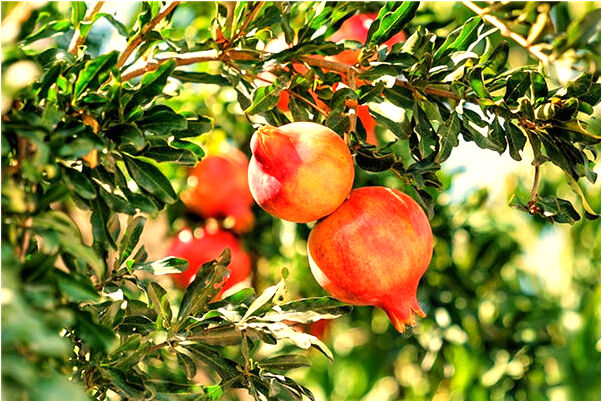 夢到了死人讓其領路回家是什麼意思_周公解夢官網